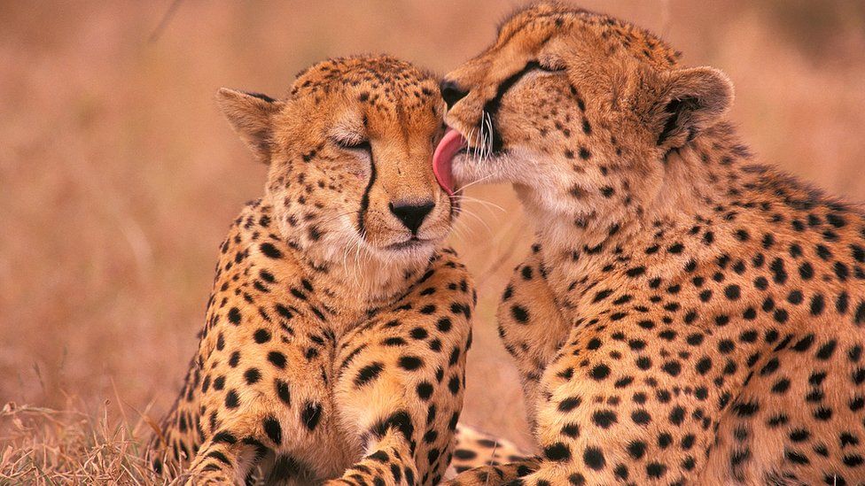 South Africa To Send 12 Cheetahs A Year To India 00000000000000000000000000000000000 4