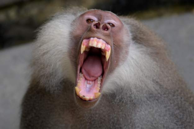 Zimbabwean Mother Rescues Son From Baboon’s Mouth Baboon