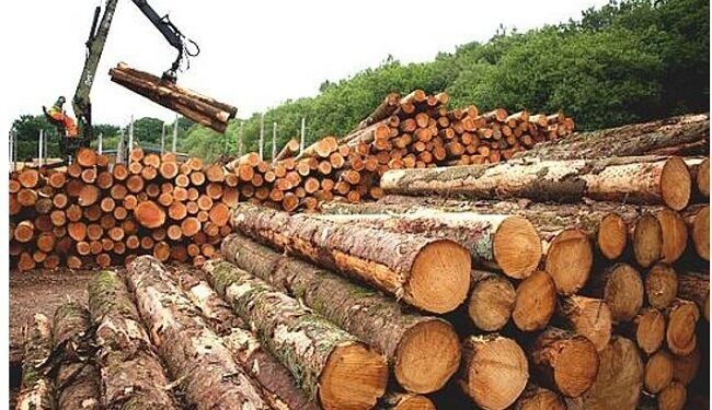 Federal Government Bans Wood Export, Revokes Licences Wood