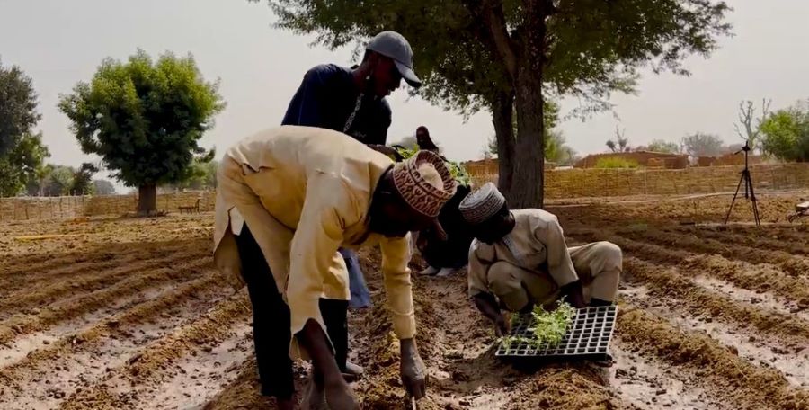 Sustainable Harvest Kano Empowers 30 Farmers With Climate-Smart Agriculture, Agribusiness Skills Kano Harvest 0