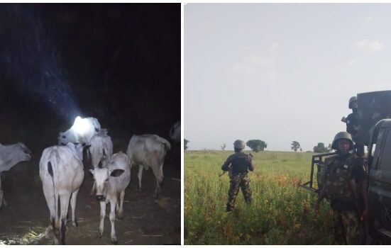 Troops Cows